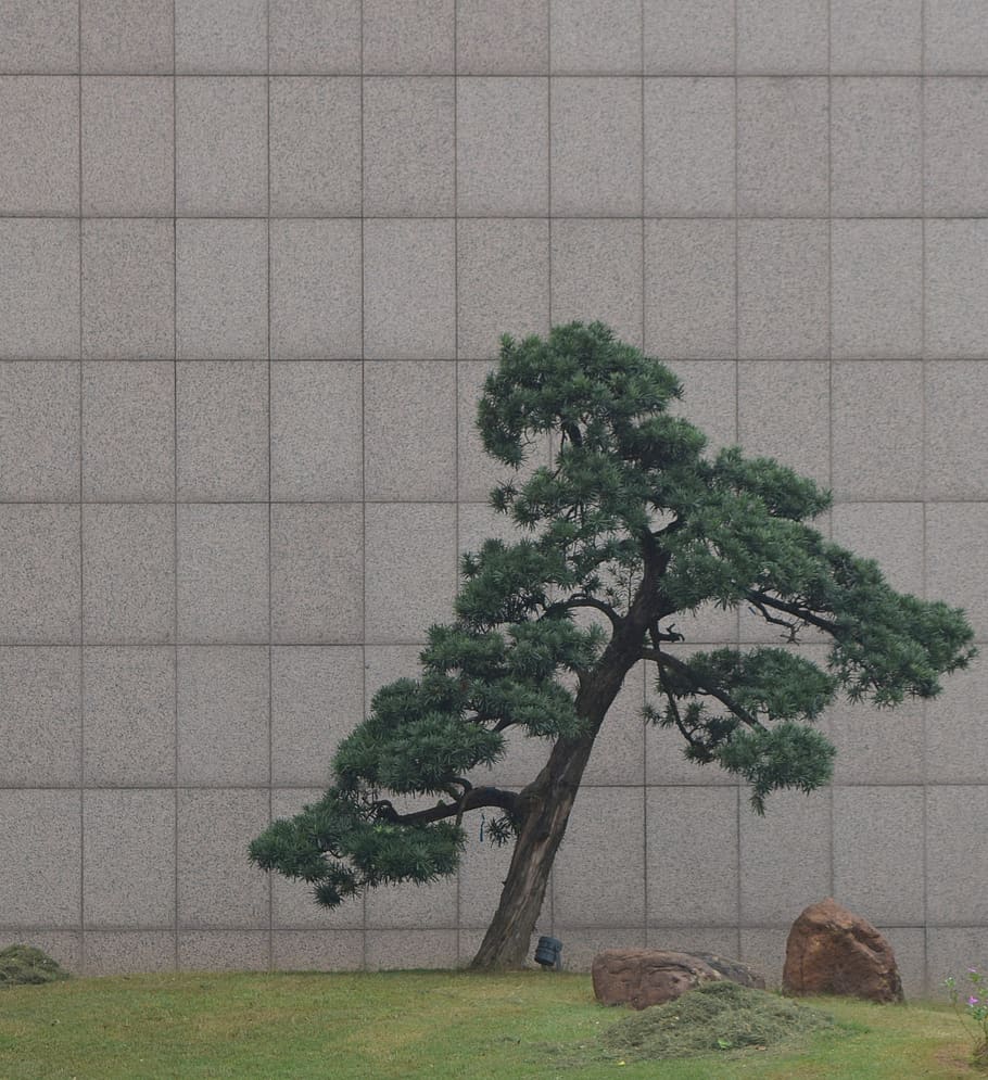 green tree, bonsai, vase, pottery, potted plant, jar, flora, huanshi east road HD wallpaper