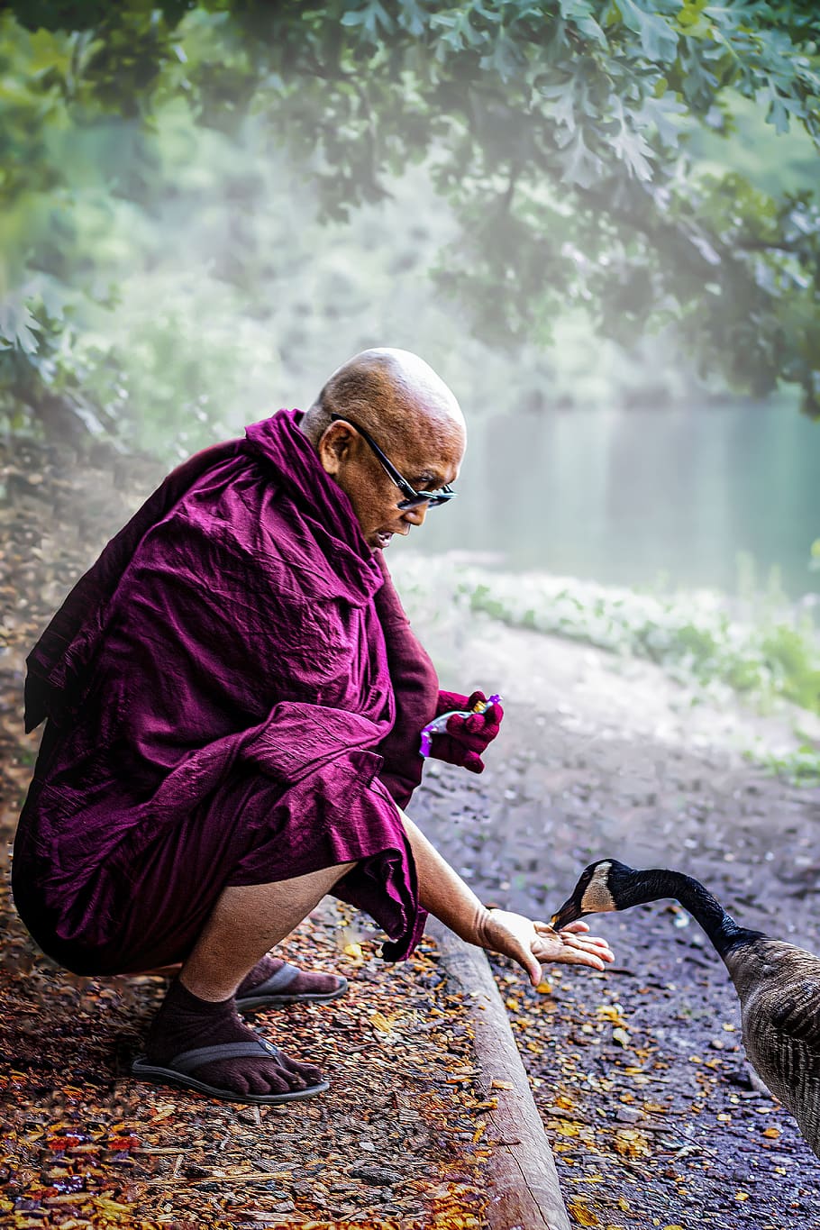 monk, theravada buddhism, bhikkhu, mahathera, feed, compassion, HD wallpaper