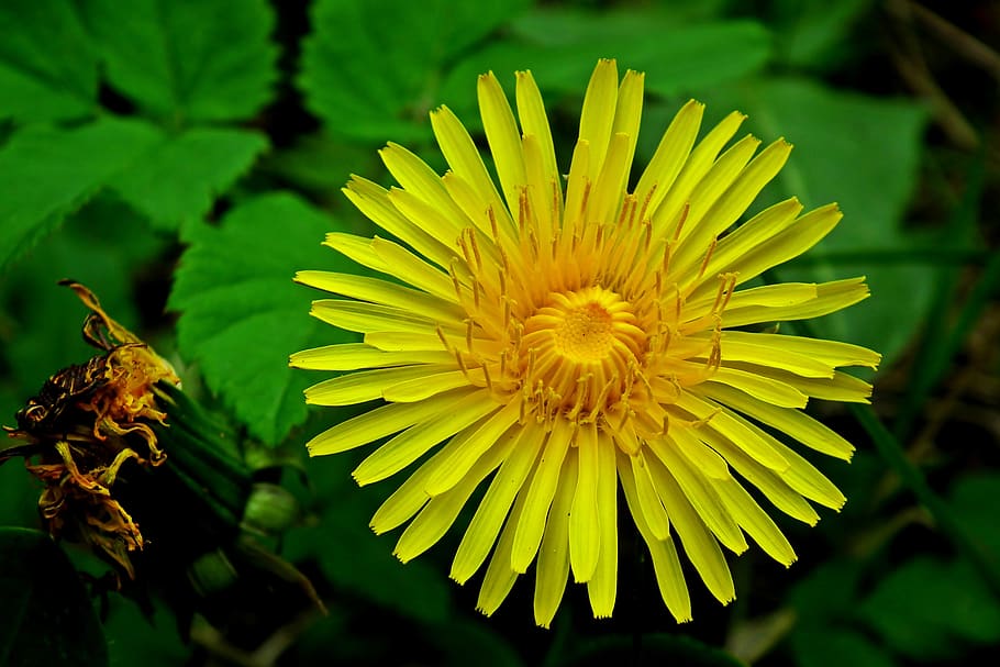 flower, grasshopper, yellow, spring, meadow, blooming, decorative HD wallpaper
