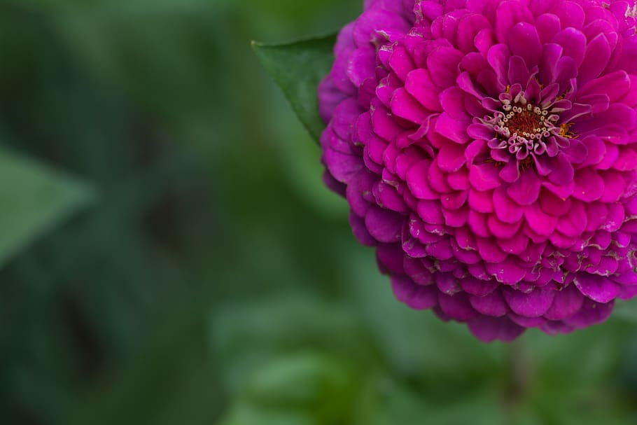 flower, pink flower, flowering plant, vulnerability, fragility HD wallpaper