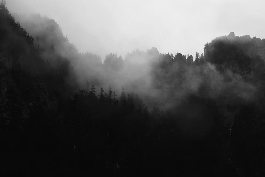 trees surrounded with fogs grayscale poster, plant, tranquility HD wallpaper