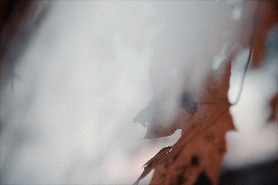 brown maple leaf, close-up, selective focus, smoke - physical structure HD wallpaper