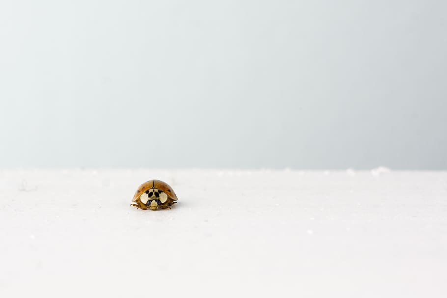 ladybug, insect, white, grey, animal, animal themes, one animal HD wallpaper
