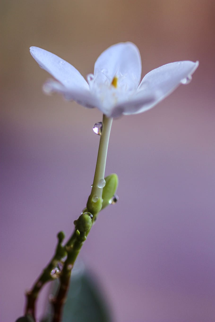 flower, blooming, white, plant, water, nature, green, macro photography HD wallpaper
