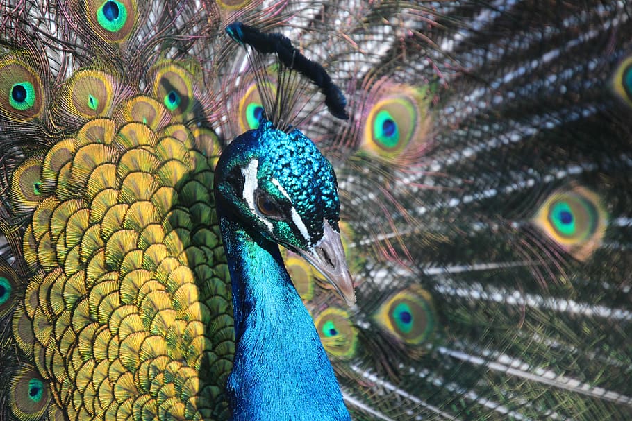 peacock, animal, bird, feather, colorful, blue, pride, iridescent HD wallpaper