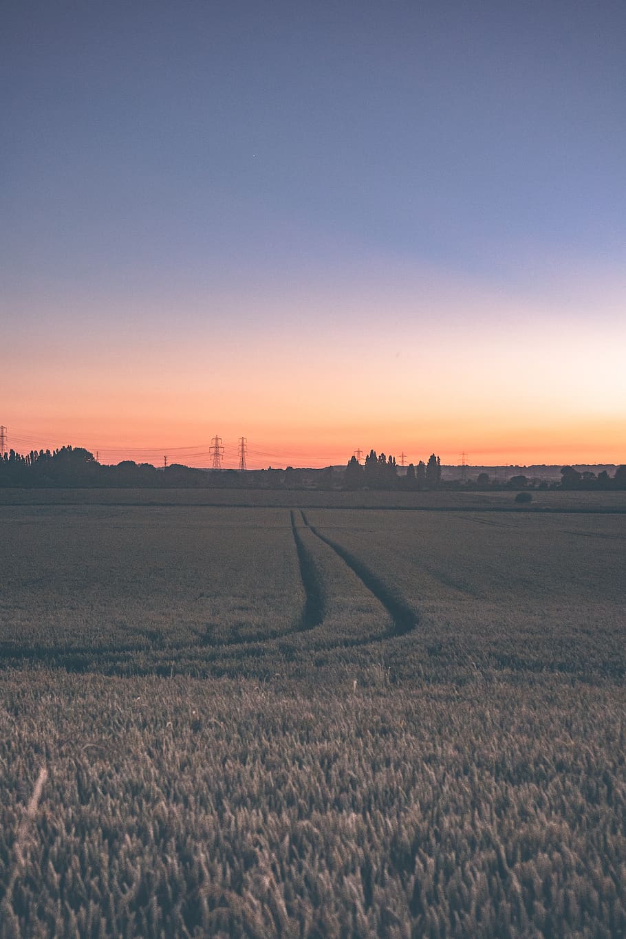green ricefield, sunset, nature, jeskyns road, united kingdom HD wallpaper
