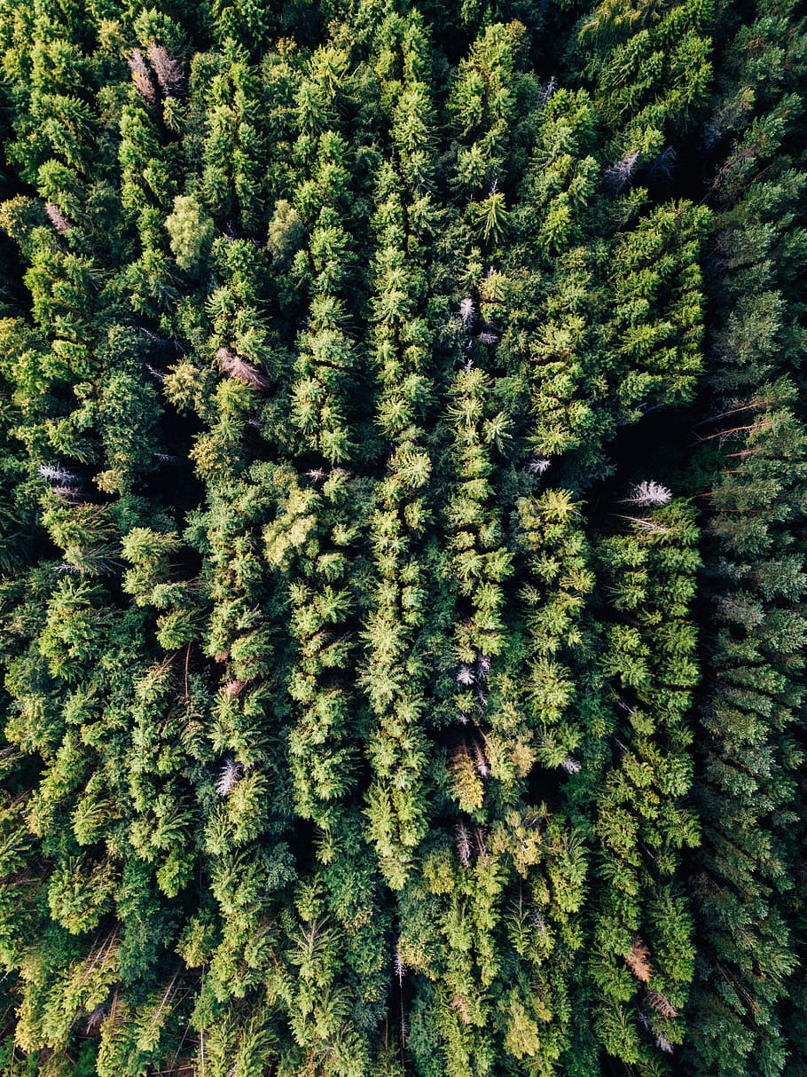 aerial photo of green leafed trees, forest, drone view, dense