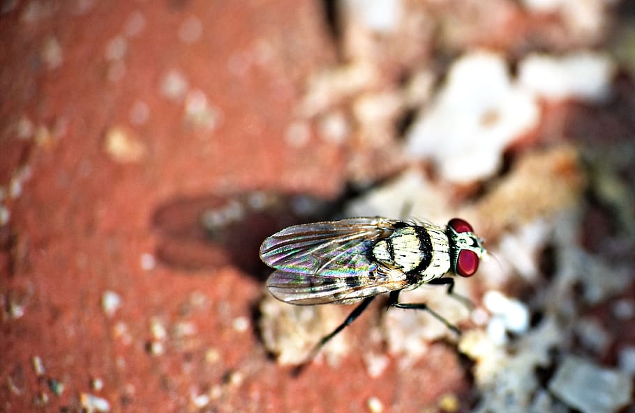 housefly, insect, macro, pest, red-eye, animal wildlife, animal themes HD wallpaper