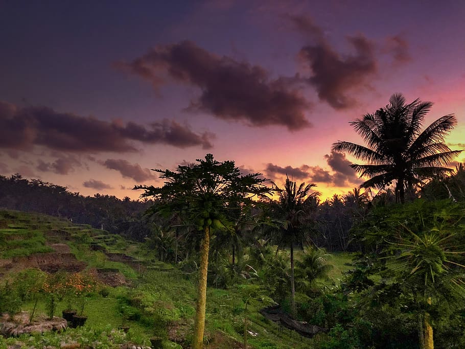 green leafed trees, nature, outdoors, dawn, red sky, dusk, sunset HD wallpaper