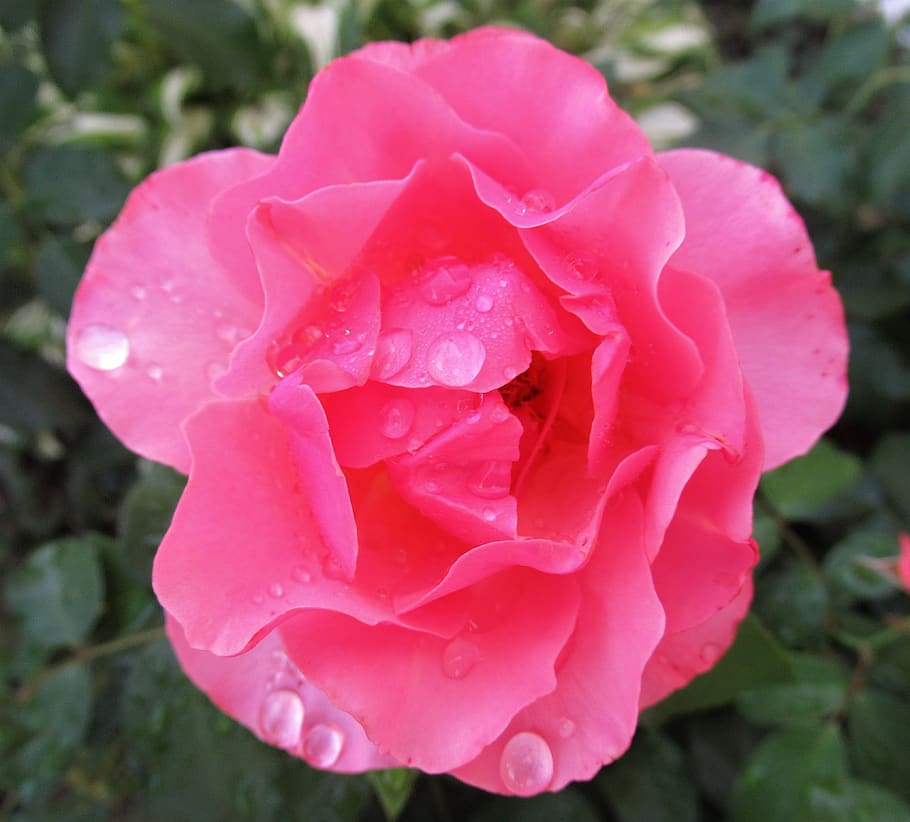 rose, raindrop, flower, flowering plant, petal, beauty in nature HD wallpaper