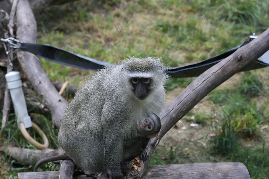 monkey, zoo, animal, primate, nature, animal wildlife, animals in the wild HD wallpaper