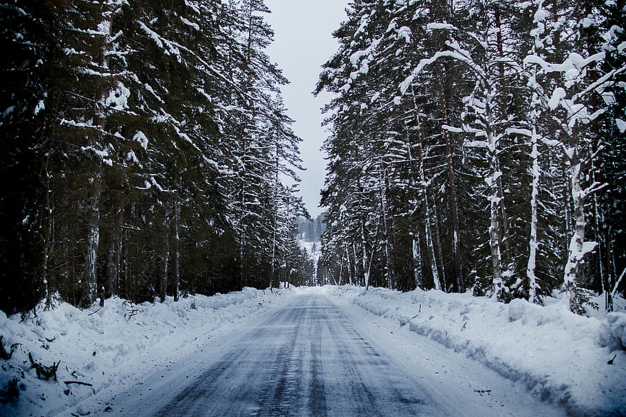 Snowy Road Between Trees, cold, daylight, daytime, forest, frost HD wallpaper