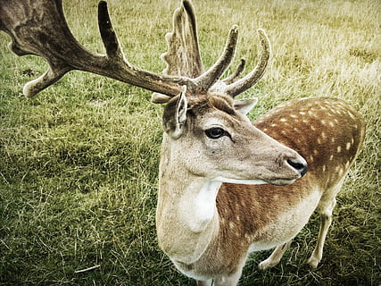 brown deer standing on grass, animal, wildlife, mammal, antler HD wallpaper