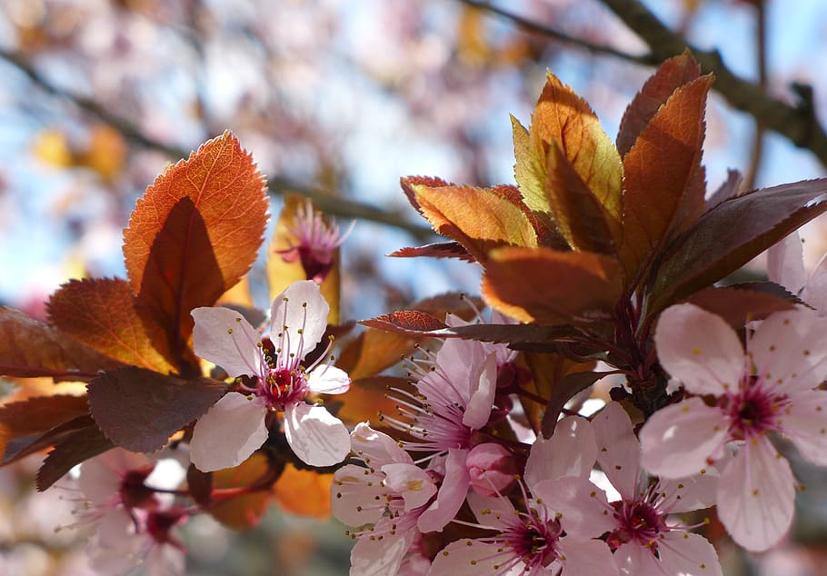 cherry blossoms, spring, pink, tree, branch, nature, lenz, ornamental cherry HD wallpaper