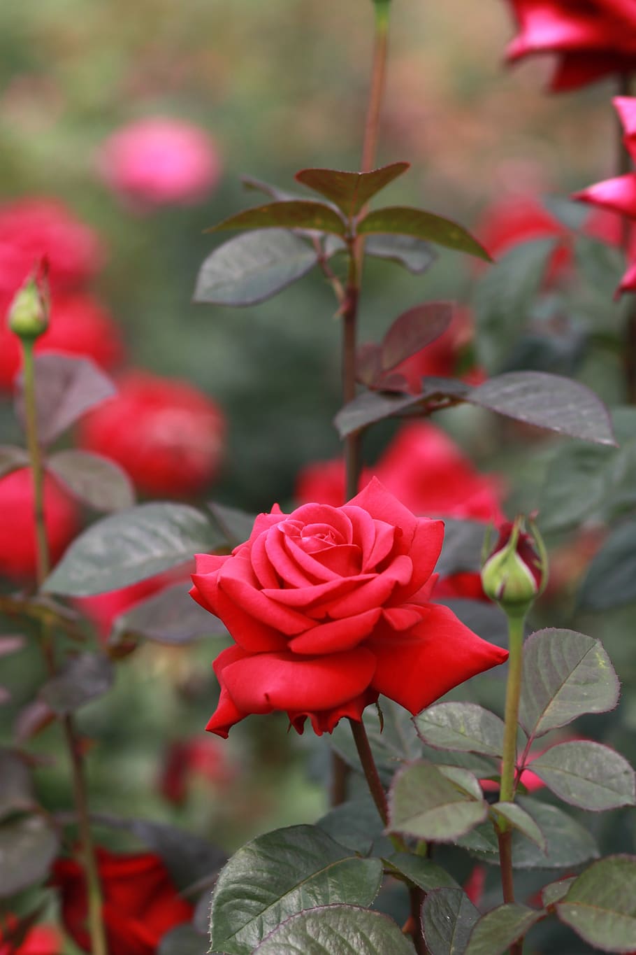 rose, flowers, red rose, rose garden, nature, tabitha, romantic, HD wallpaper