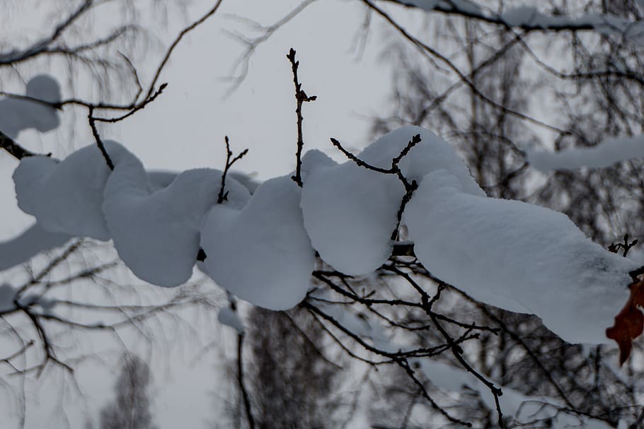 snow, winter, cold, nature, forest, tree, branch, plant, cold temperature HD wallpaper