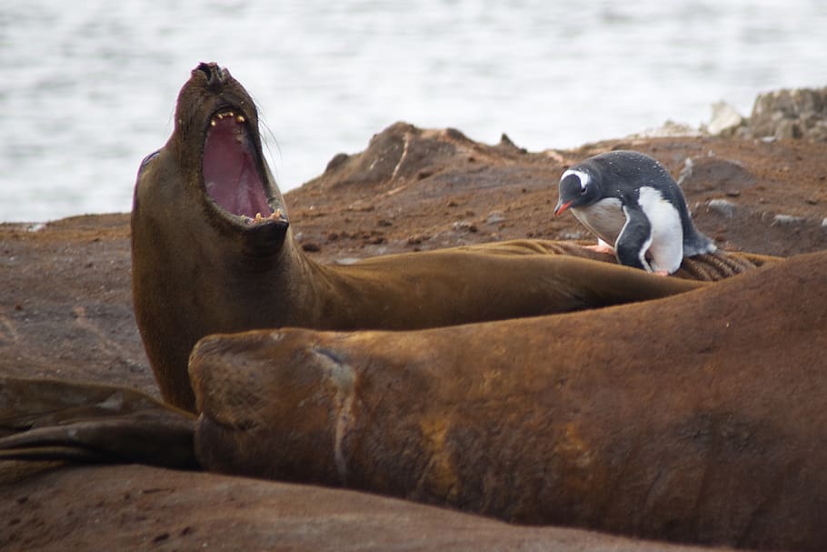 penguin on brown seal, animal wildlife, group of animals, animals in the wild HD wallpaper