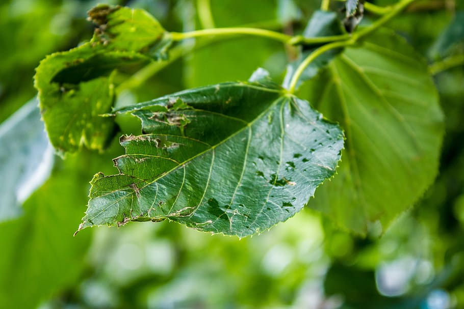 green, leaf, bitten, plant part, green color, growth, close-up HD wallpaper