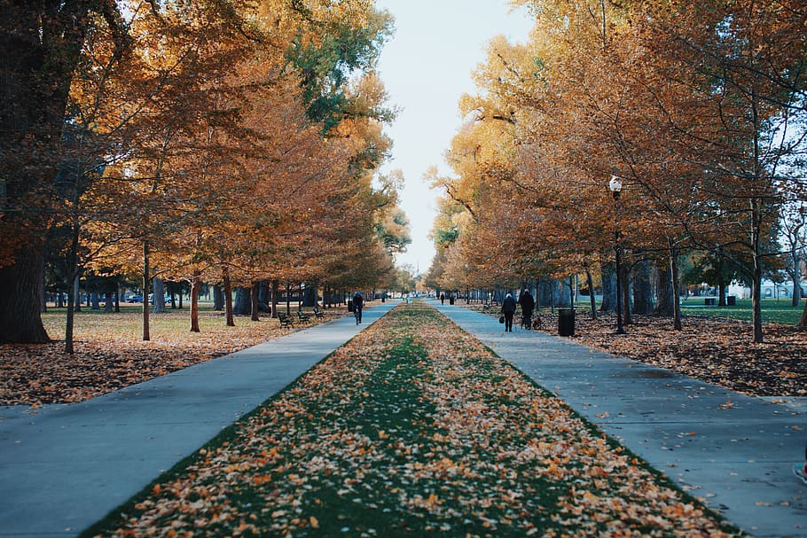two asphalt road surrounded by trees, path, salt lake city, united states HD wallpaper