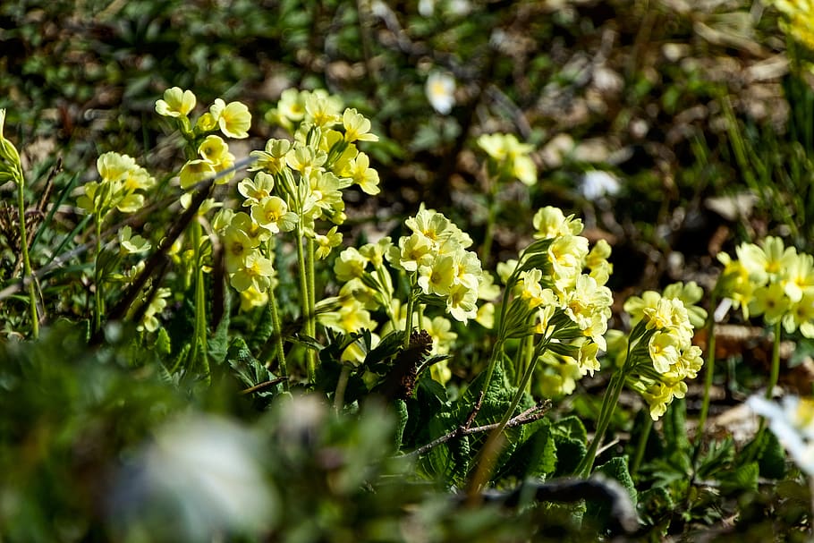 cowslip, yellow, pointed flower, spring, meadows primrose, harbinger of spring HD wallpaper