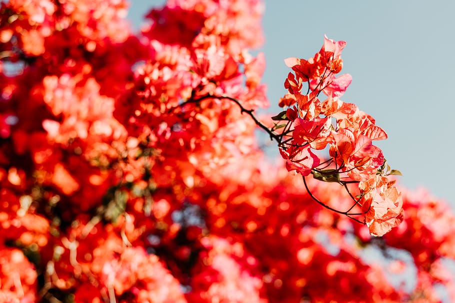 red-petaled flower, plant, leaf, tree, maple, blossom, maple leaf HD wallpaper