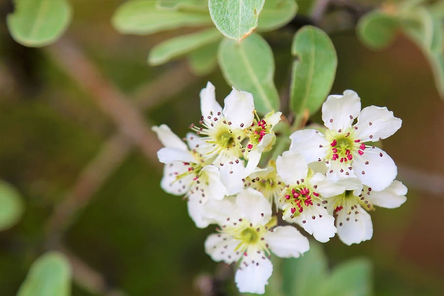 flower, spring, branch, nature, tree, plant, beautiful, blooming HD wallpaper