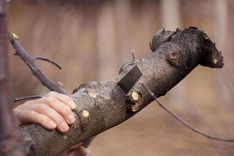 cutting, saw, tree, tool, work, blade, registrar, employee HD wallpaper