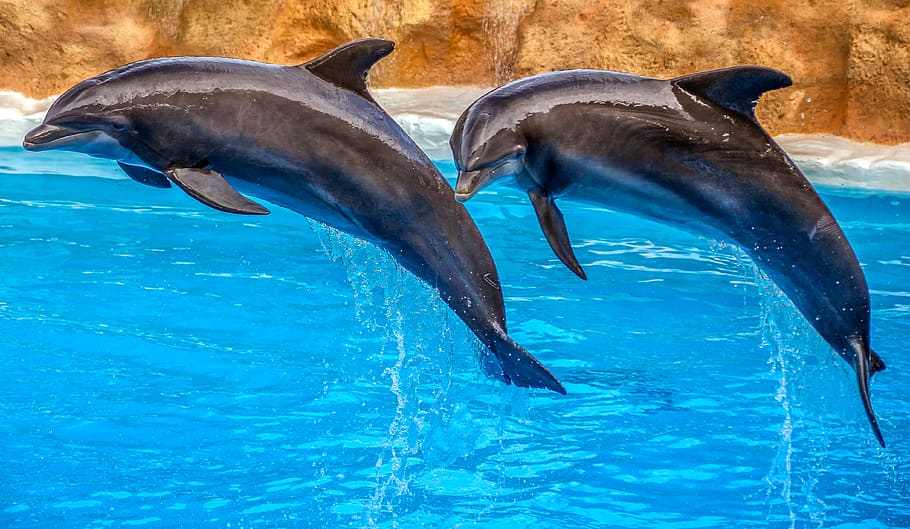 dolphins, animal, nature, dolphin show, water, swim, jump, synchronous