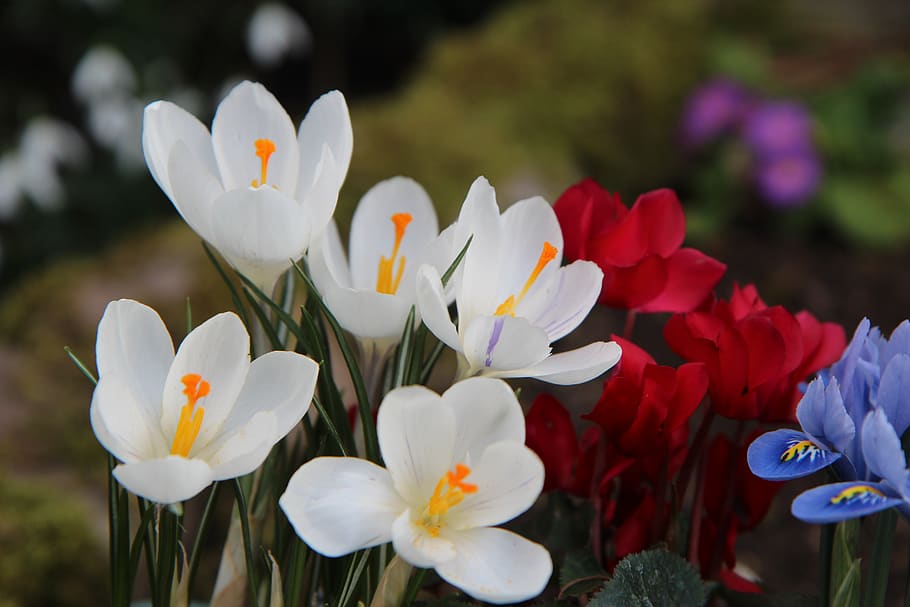 crocus white, flowering, spring, flowering plant, fragility HD wallpaper