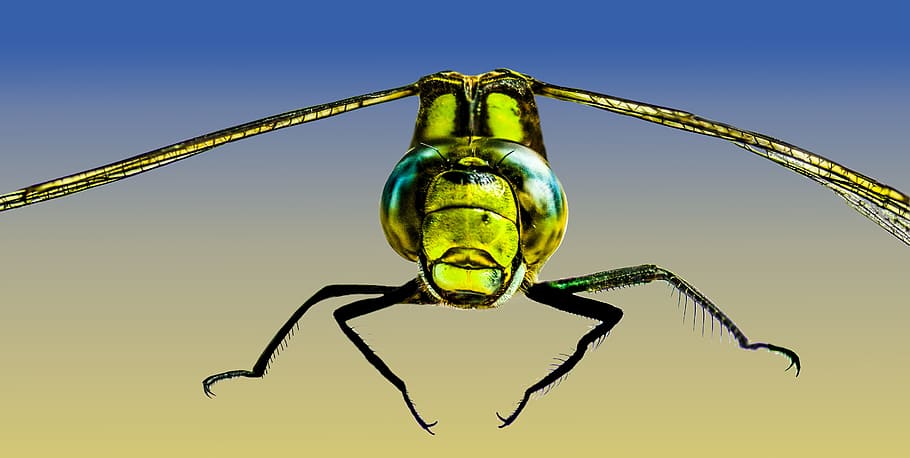 macro, wild, insect, fly, animal, nature, jungle, invertebrate HD wallpaper