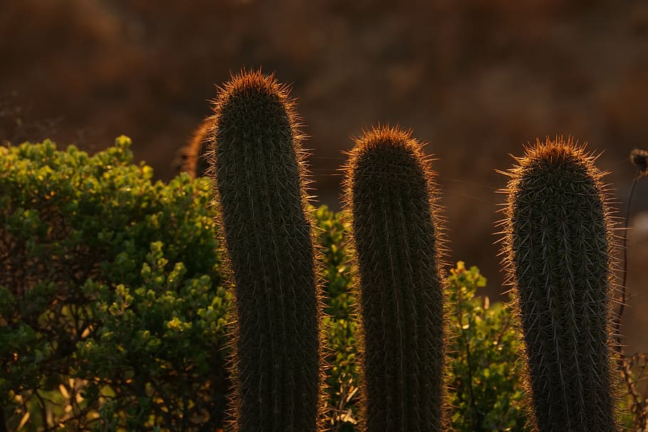 chile, algarrobo, succulent plant, cactus, growth, nature, no people HD wallpaper