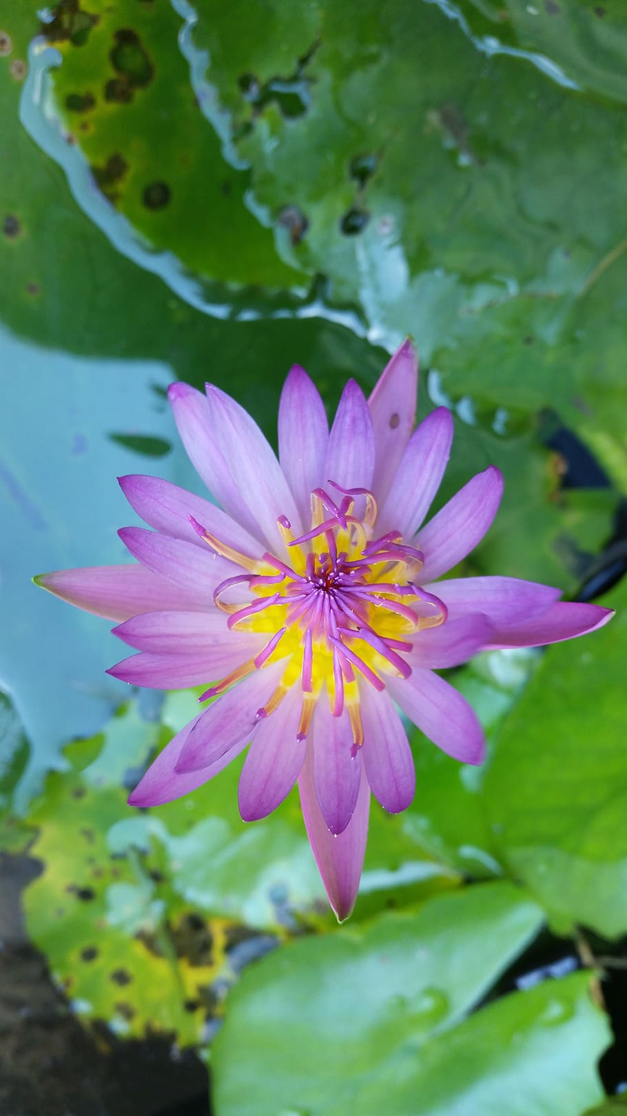 flower, lotus, purple lotus, lotus thai, flowering plant, freshness, HD wallpaper