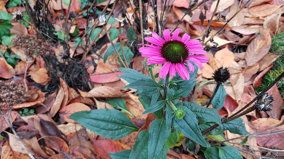 loner, outcast, lonely, stubborn, autumn, bloom, only, plant part HD wallpaper