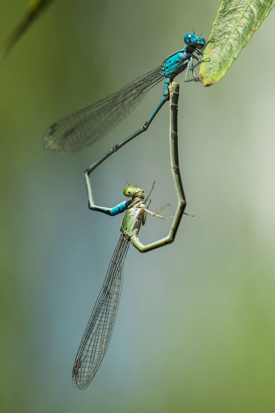 blue dragon fly, insect, invertebrate, animal themes, animal wildlife HD wallpaper
