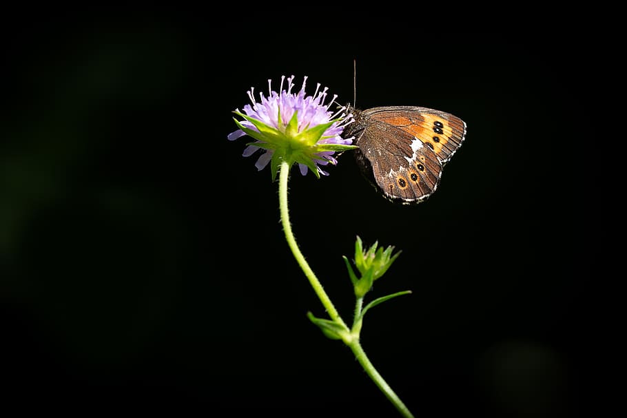 butterfly, flower, animal, insect, flight insect, summer, nature HD wallpaper