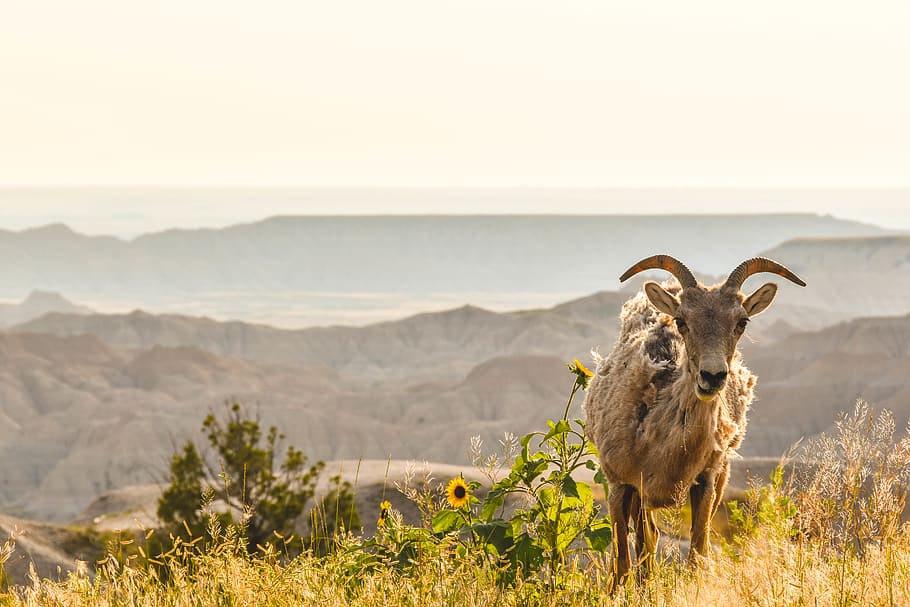 mountain goat on cliff, animal themes, mammal, one animal, vertebrate HD wallpaper