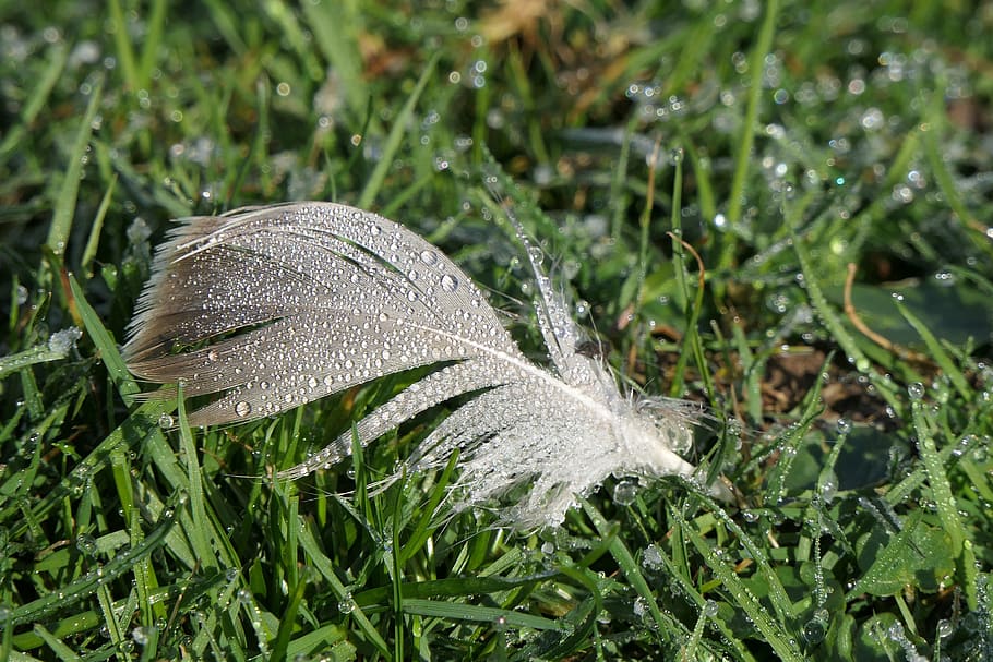 feather, wet, morgentau, beaded, dewdrop, nature, rush, grass