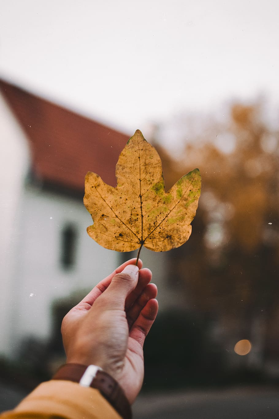 person holding brown leaf, plant, human, tree, maple leaf, wristwatch HD wallpaper