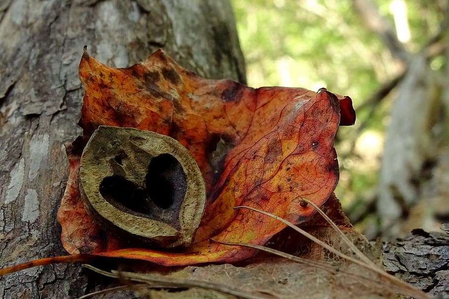 leaves, nature, tree, nut, hickory, fall, woods, autumn, orange HD wallpaper