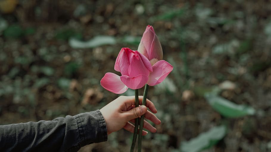 Shallow Photography on Pink Flowers, beautiful, bloom, blooming HD wallpaper