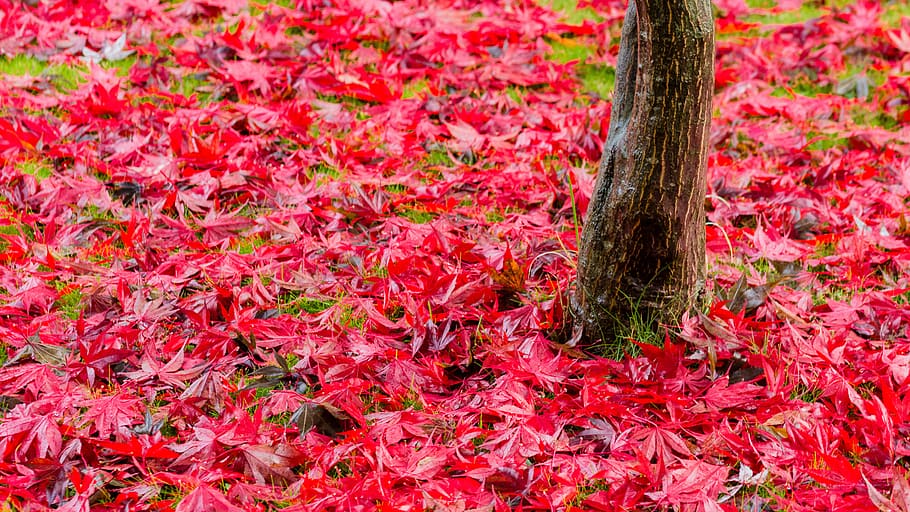 maple, red, autumn, leaf, nature, leaves, colorful, plants HD wallpaper