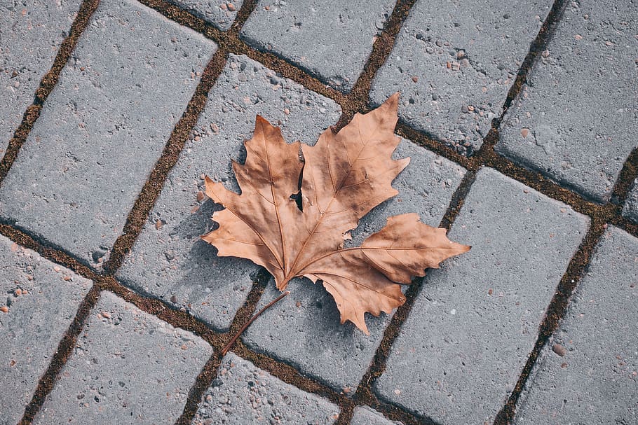 withered maple leaf on brick floor, autumn, plant part, footpath HD wallpaper