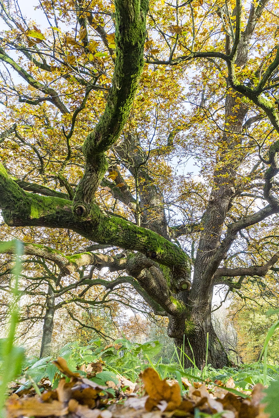 oak, tree, autumn, leaves, sunset, sunrise, grass, moss, sky HD wallpaper