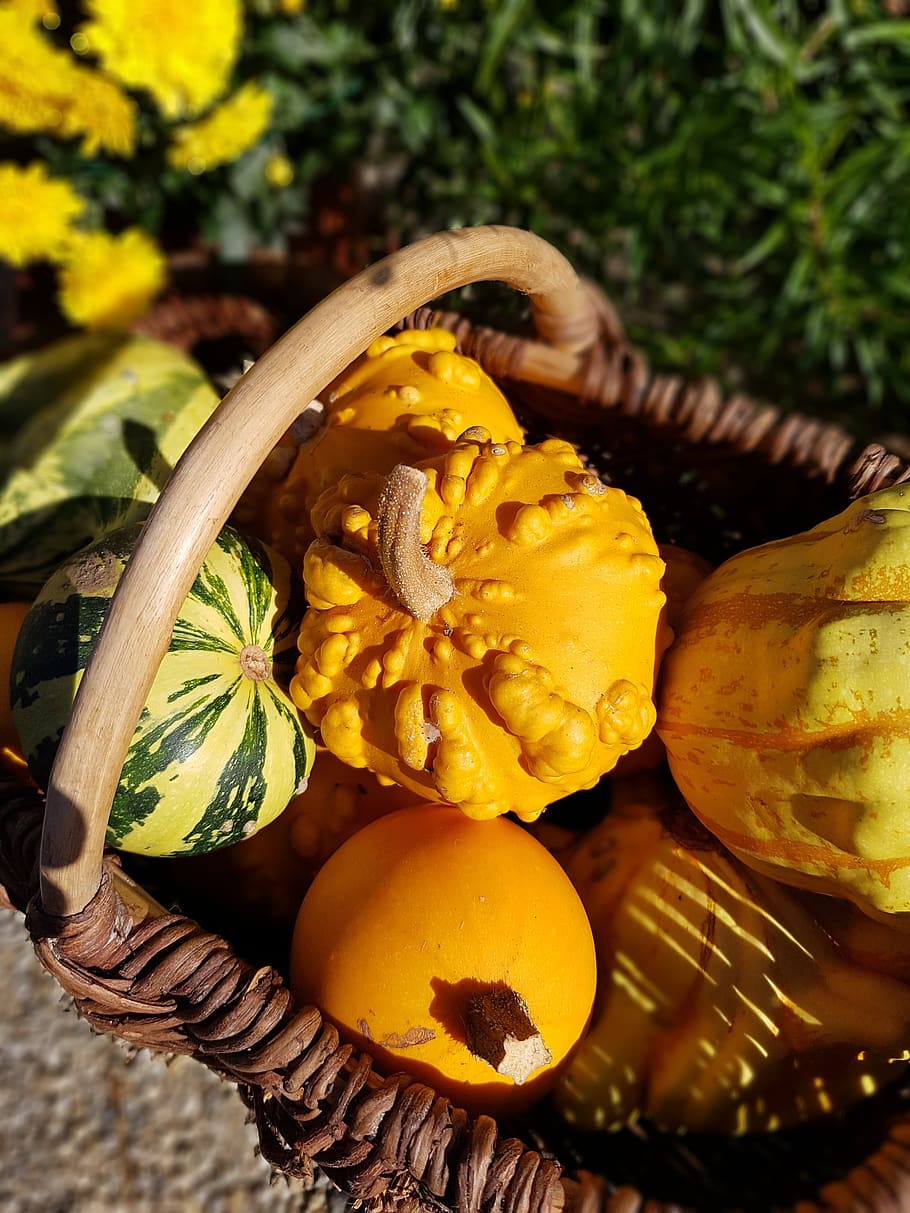 coloquinte, basket, pumpkin, fall, harvest, orange, decoration HD wallpaper