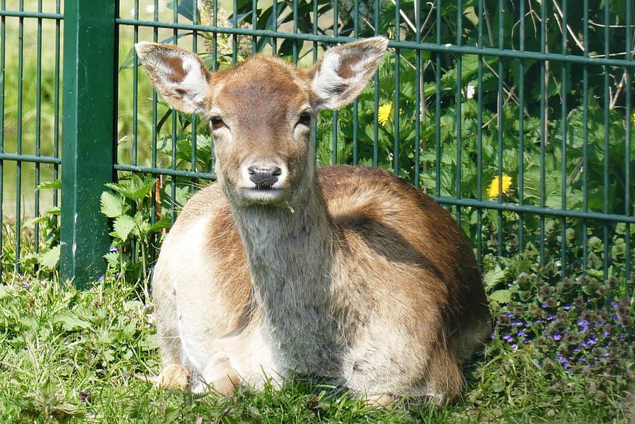 ree, petting, are, grass, rest, animal, animal themes, animal wildlife HD wallpaper