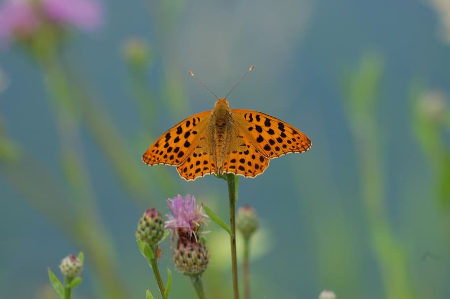 butterfly, insect, nature, invertebrate, flower, animal wildlife HD wallpaper