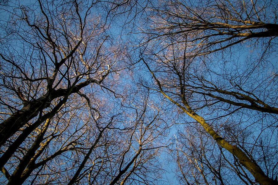 forest, sky, sun, spring, branches, brown, nature, landscape HD wallpaper