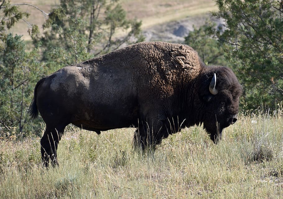 united states, charlo, national bison range, bull, mammal, animal, HD wallpaper