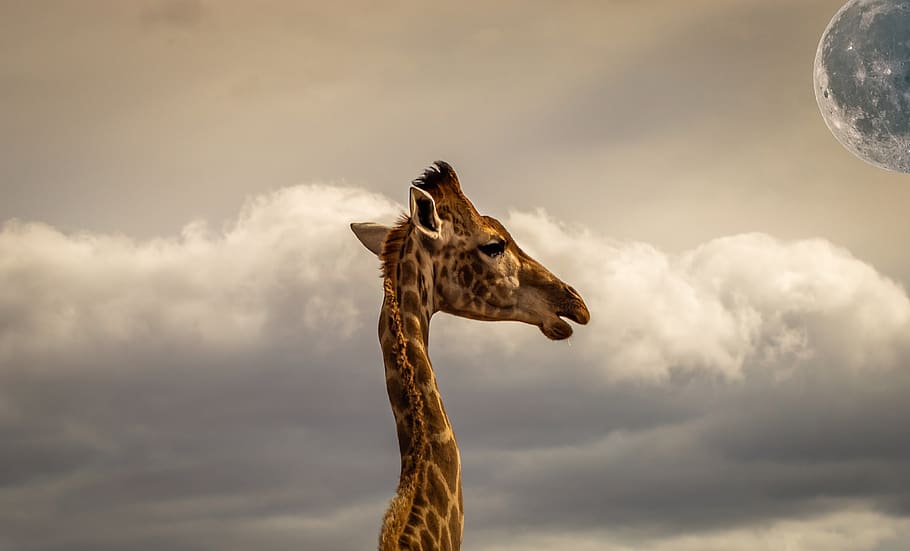 composing, giraffe, sky, clouds, head, portrait, mystical, animal HD wallpaper