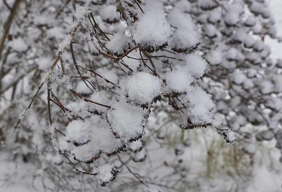 snow, snowflake, snowflakes, winter, cold, nature, white, frost HD wallpaper